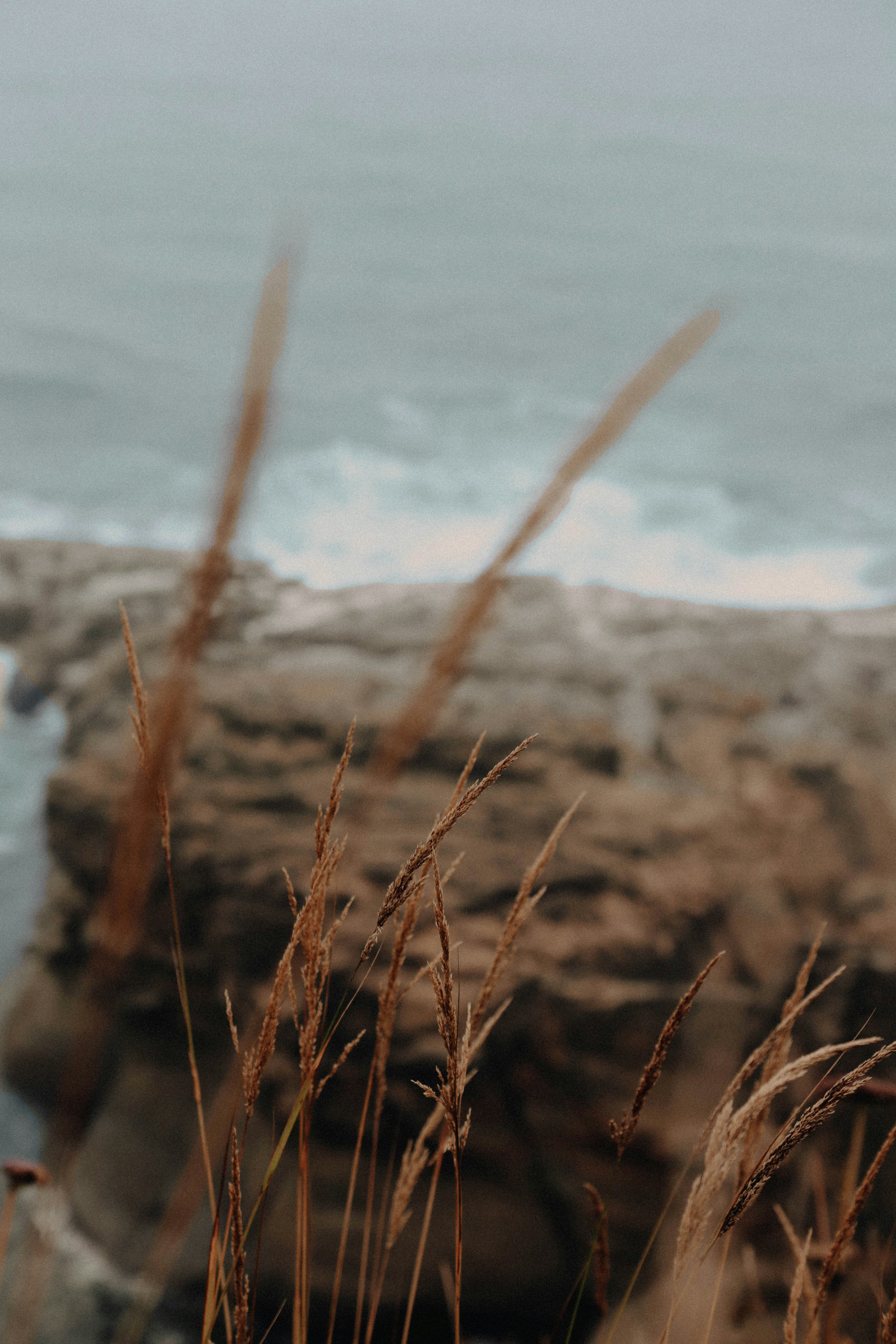 brown grass near body of water during daytime